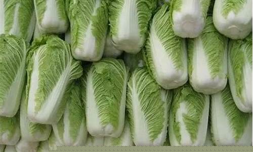 最全菠菜导航网：白菜资讯大全(白菜网白菜