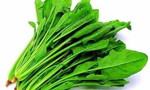 菠菜送彩金平台：菠菜排名站(进口菠菜种子