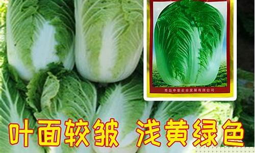英雄联盟菠菜网：免费cp白菜官方排名网站