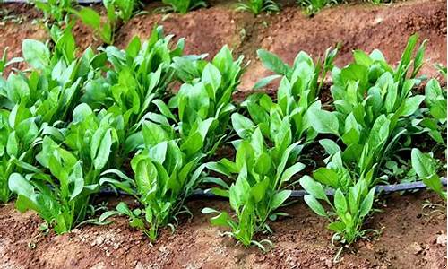菠菜交流平台：正规的菠菜网(有没有正规的